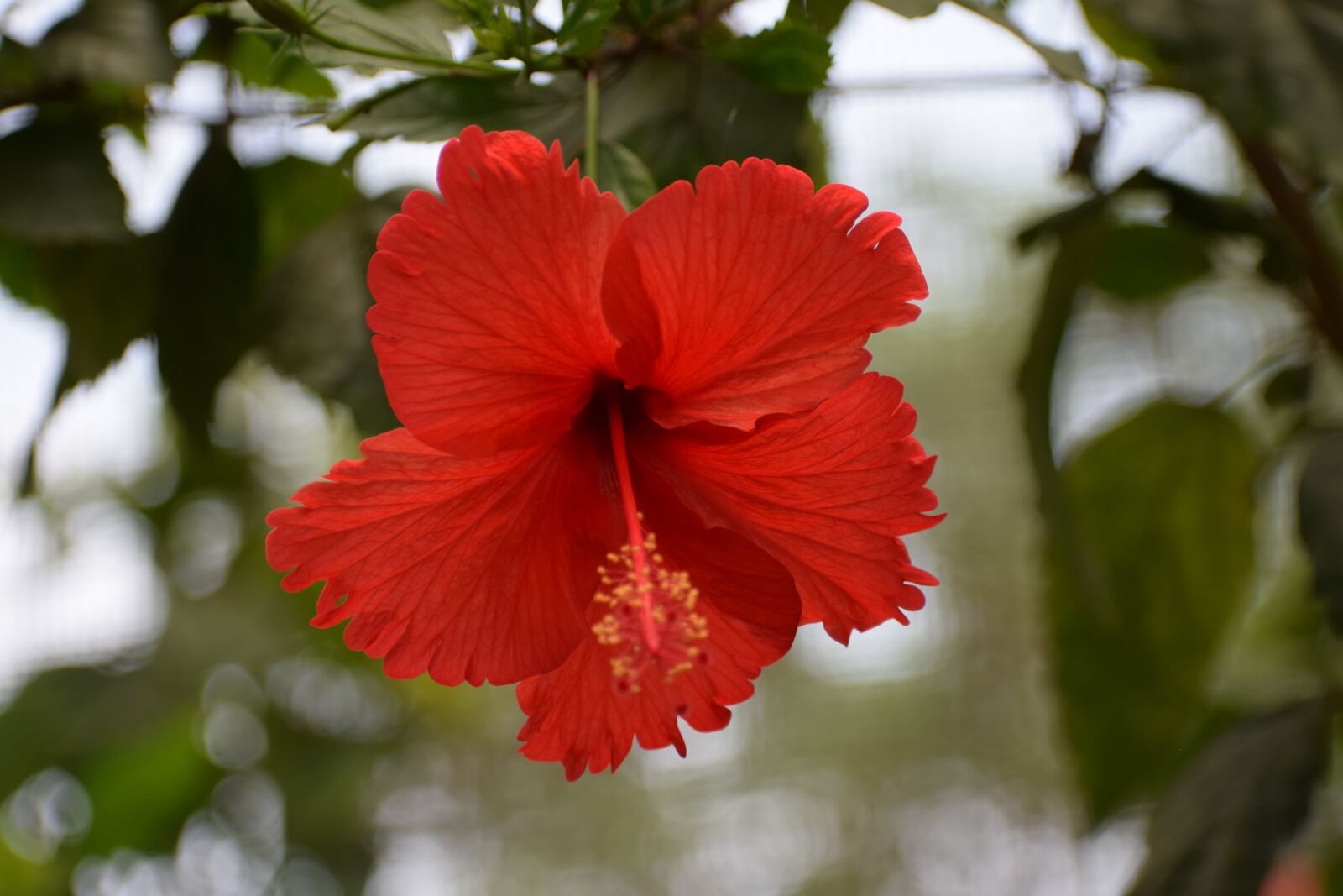 Nikon D3300 sample photo. Red, flower, nature photography