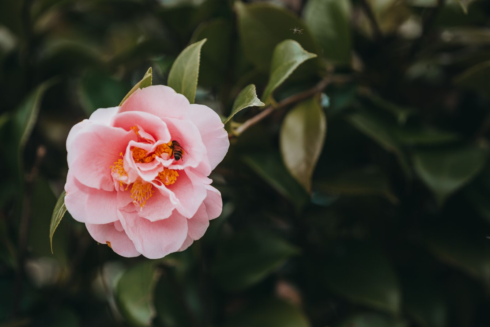Canon EOS 6D sample photo. Flower, camellia, plant photography