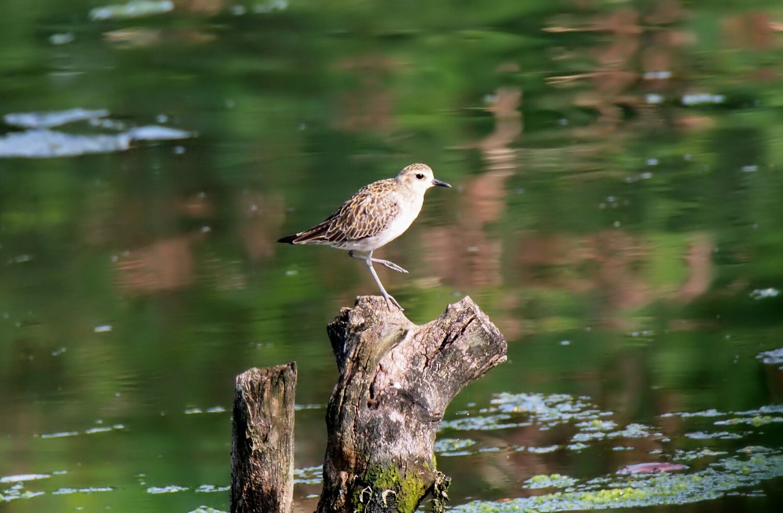 Olympus OM-D E-M1 sample photo. Wild, wildlife, shore photography