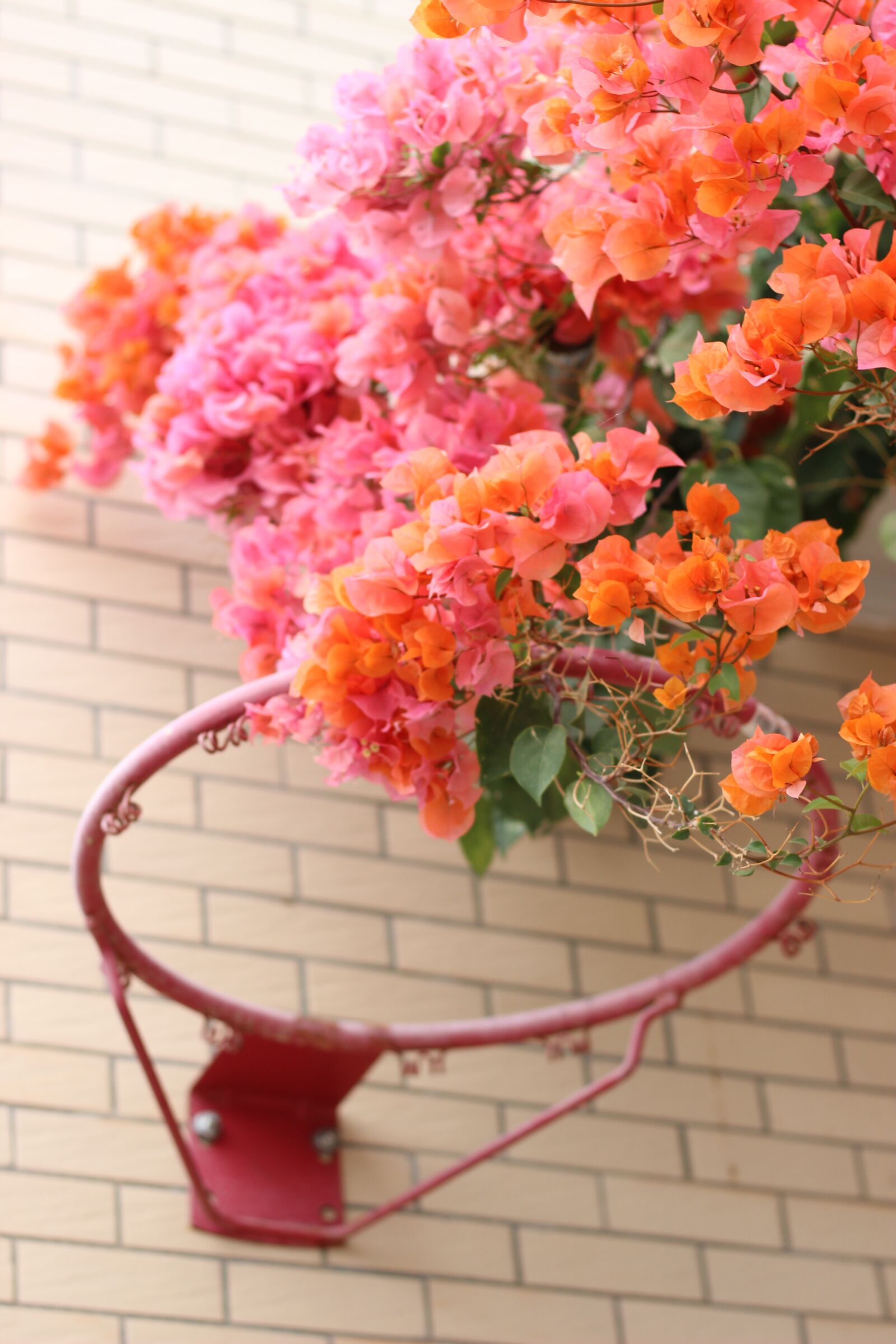 Canon EOS 600D (Rebel EOS T3i / EOS Kiss X5) + Canon EF 50mm F1.8 STM sample photo. Bougainvillea, flowers, pink photography