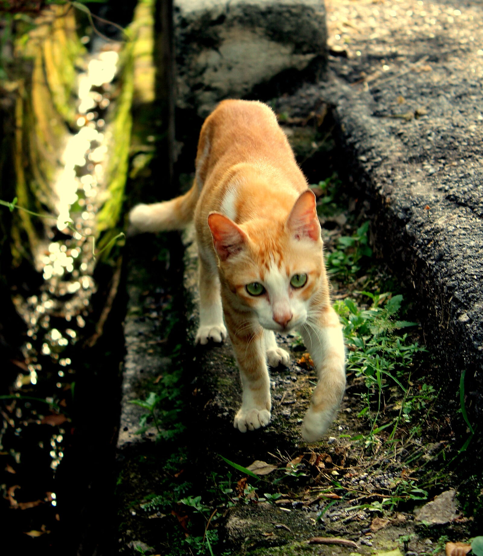 Canon EOS 1100D (EOS Rebel T3 / EOS Kiss X50) sample photo. Kozir photography