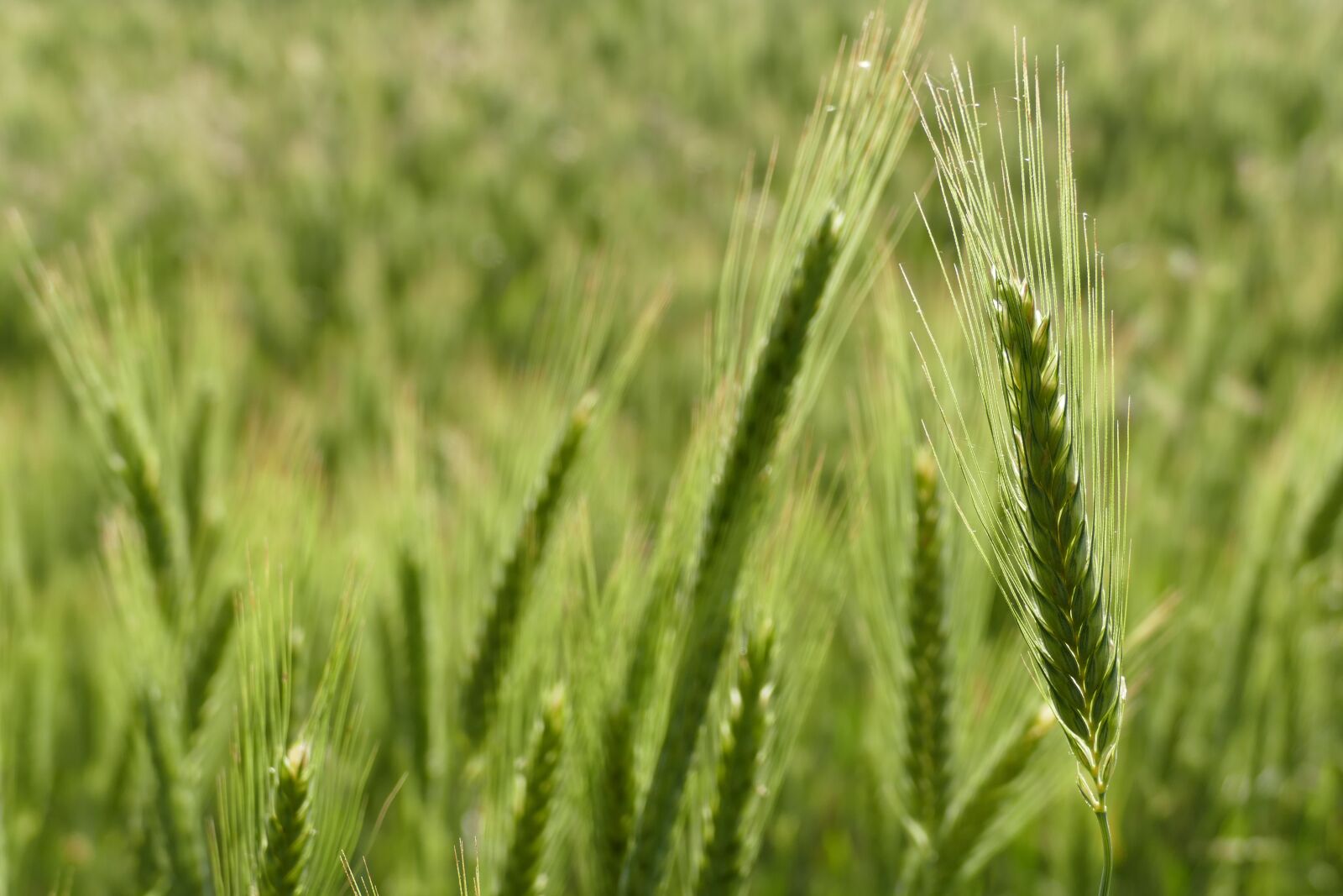 Panasonic Lumix DMC-FZ1000 sample photo. Barley, cereals, barley field photography