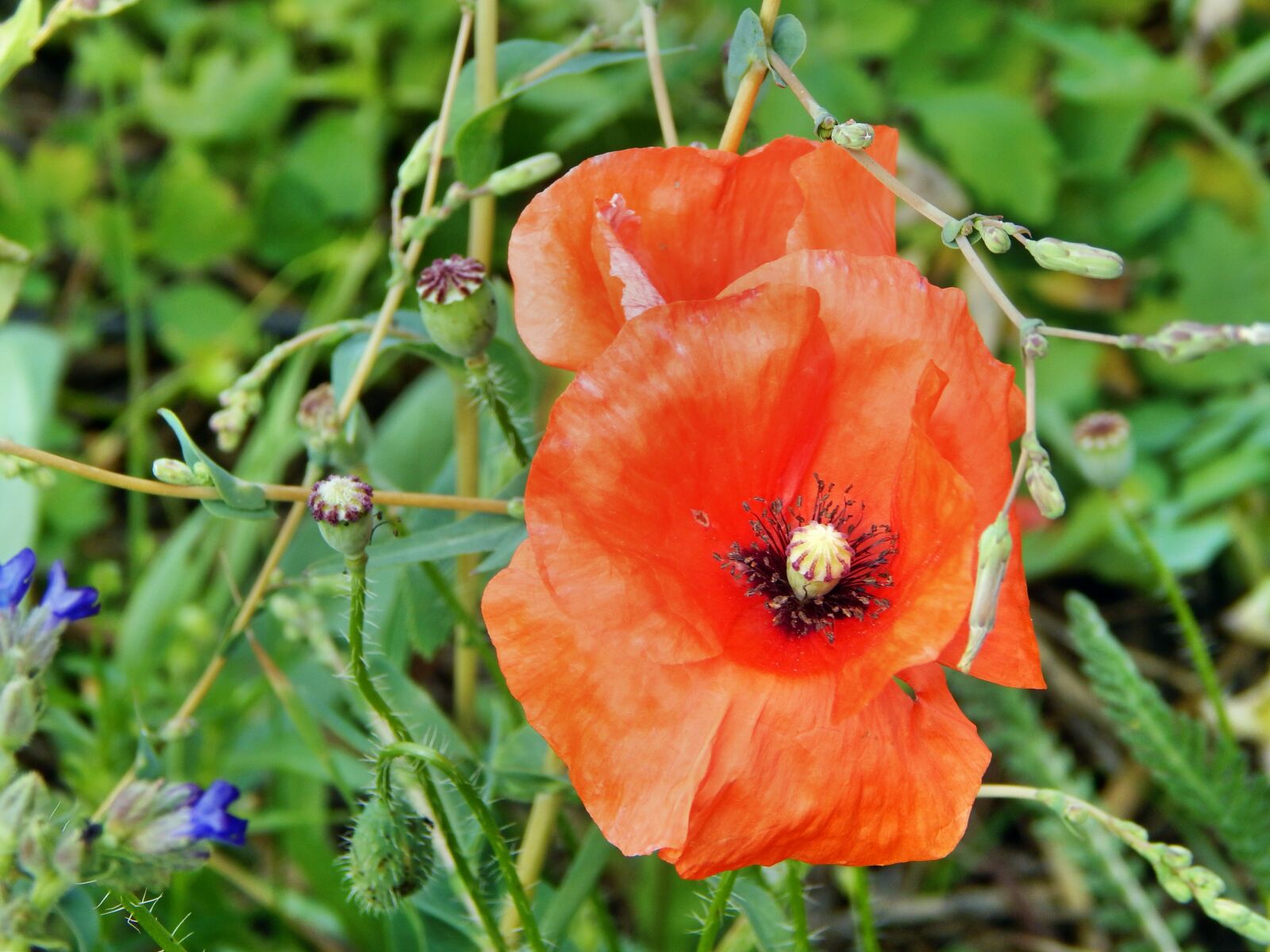 Nikon Coolpix L820 sample photo. Poppy, flower, plant photography