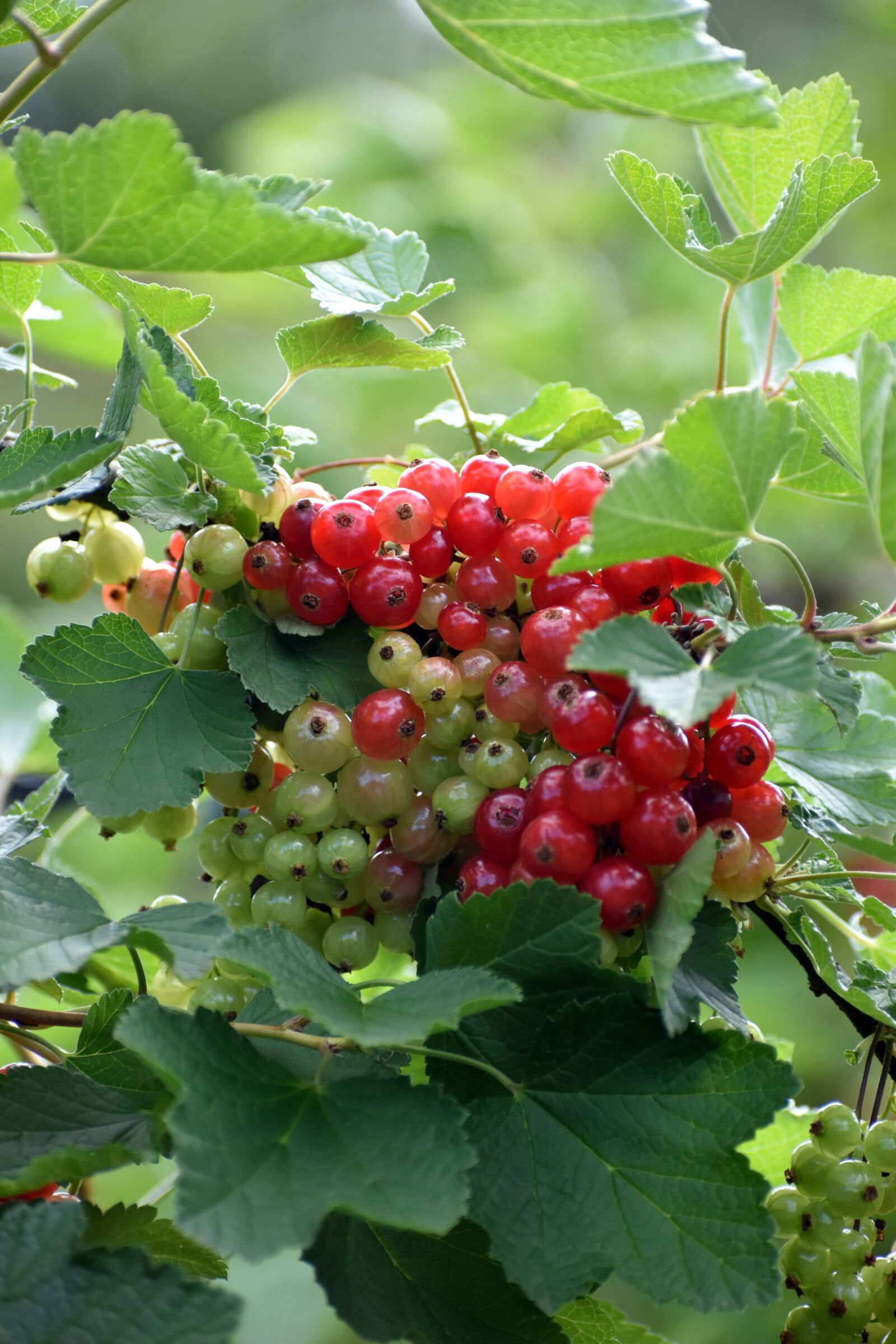 Nikon D3500 sample photo. Currants, unripe currant, gooseberry photography
