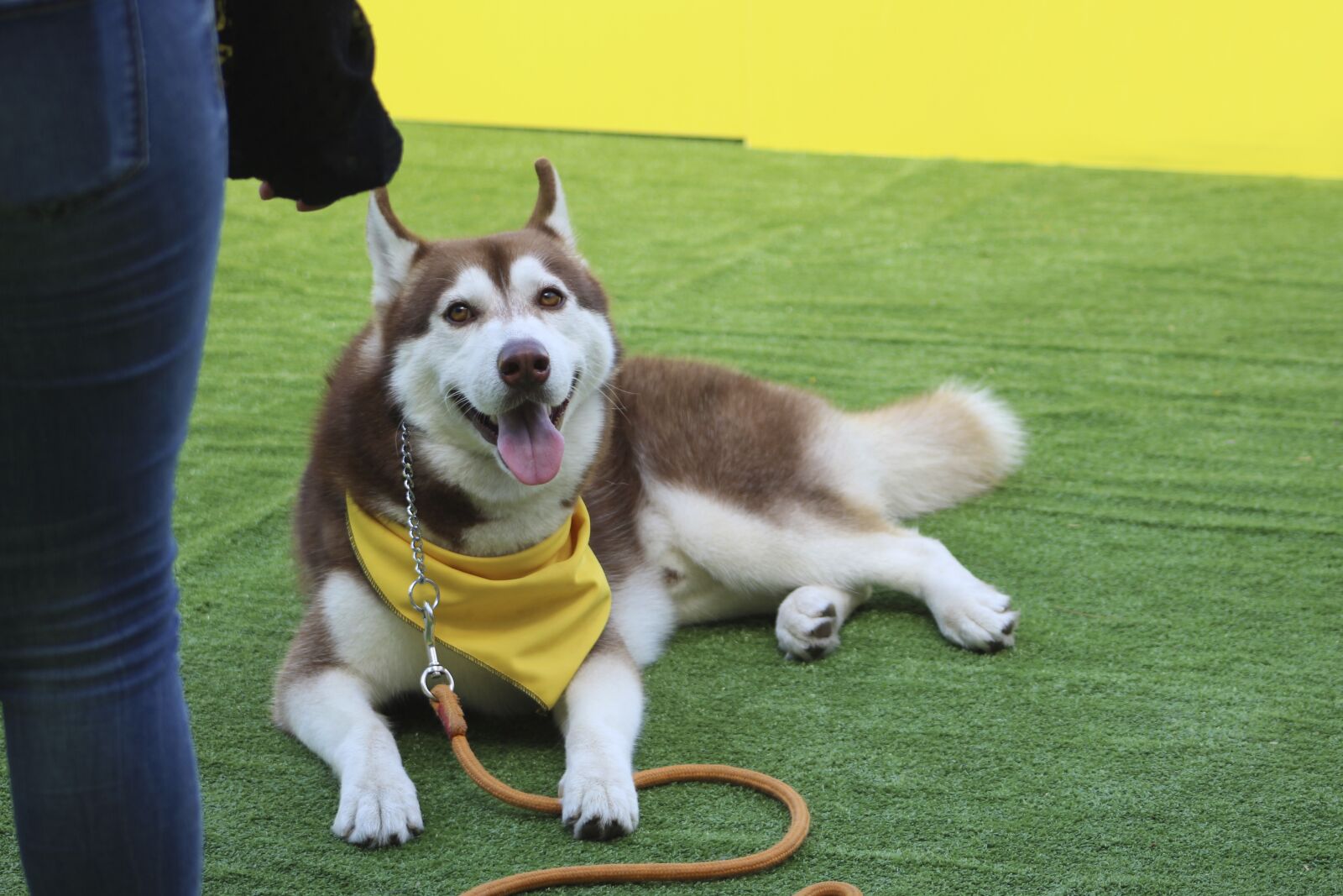 Canon EOS 1300D (EOS Rebel T6 / EOS Kiss X80) + Canon EF75-300mm f/4-5.6 sample photo. Siberian husky, dog command photography