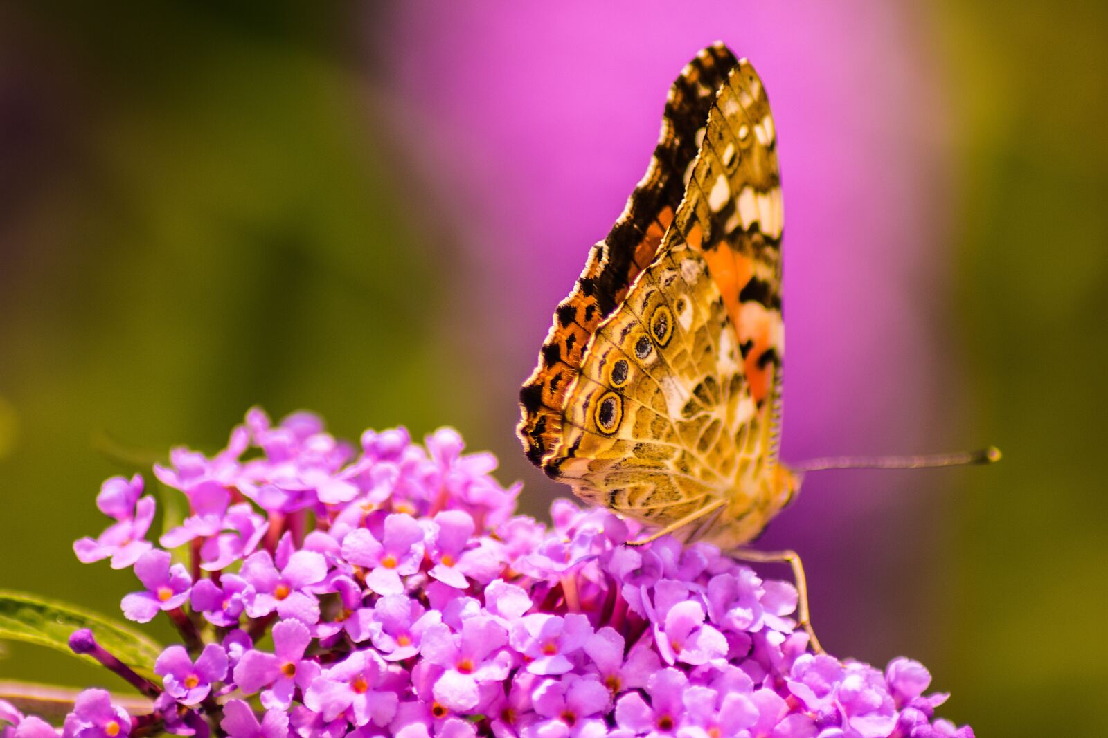 Nikon D7200 sample photo. Butterfly, blossom, bloom photography