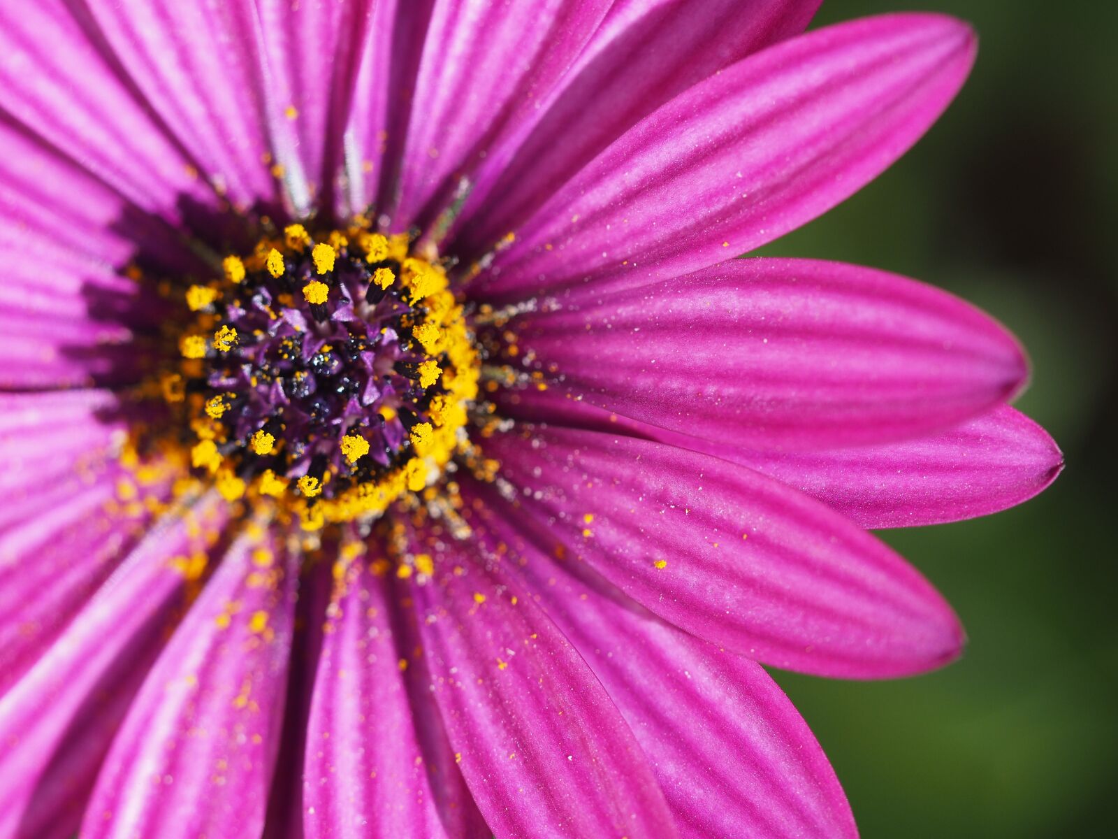 Olympus OM-D E-M10 II sample photo. Flower, petal, purple photography