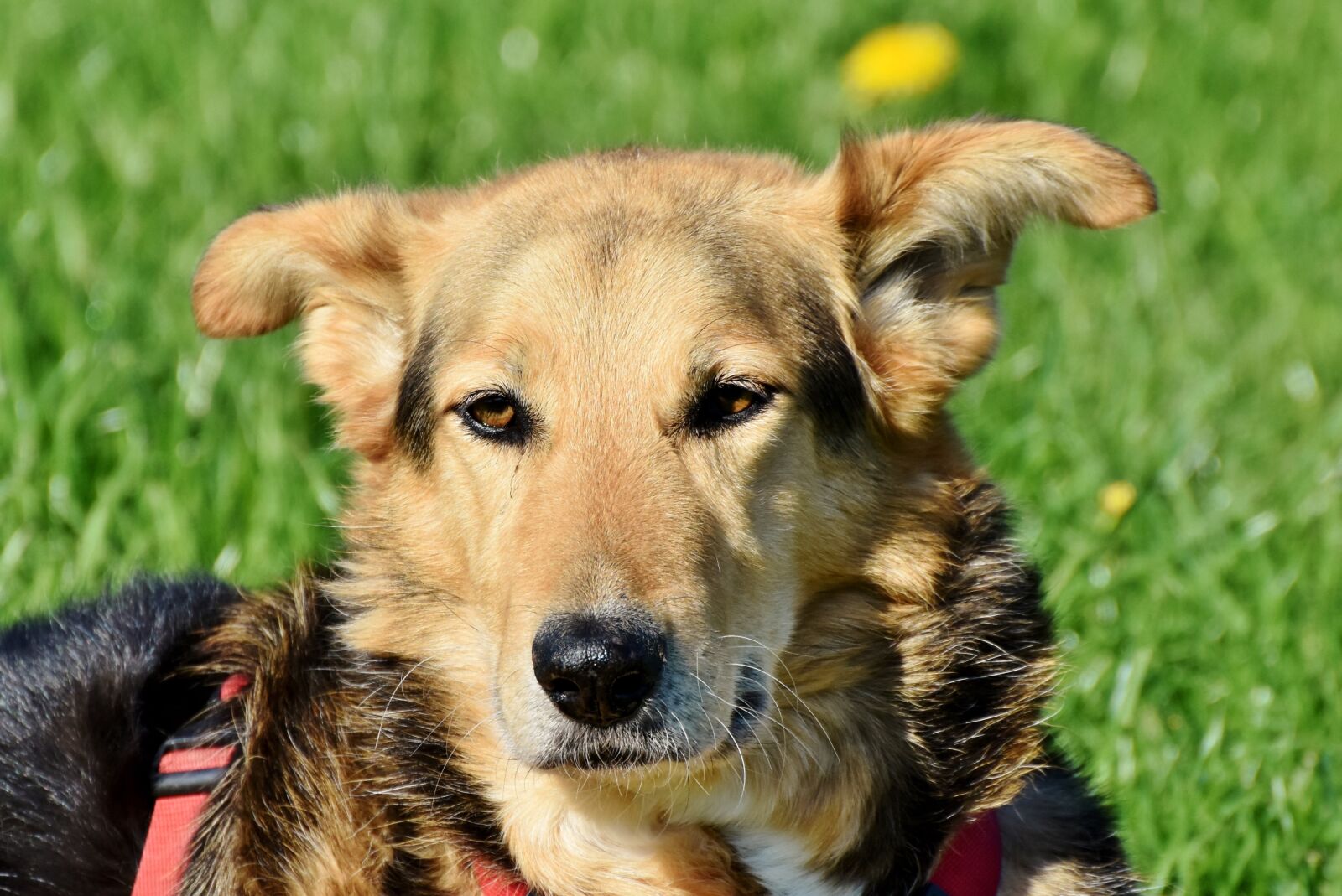 Nikon D7200 sample photo. Dog, mixed breed dog photography