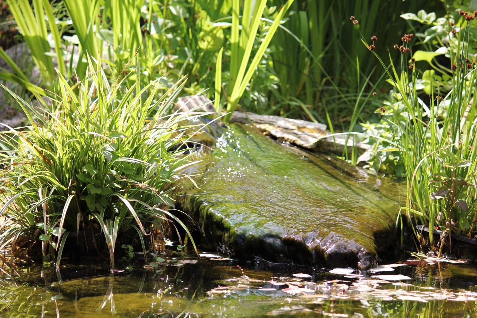 Canon EOS 550D (EOS Rebel T2i / EOS Kiss X4) sample photo. Pond, seaweed, water photography