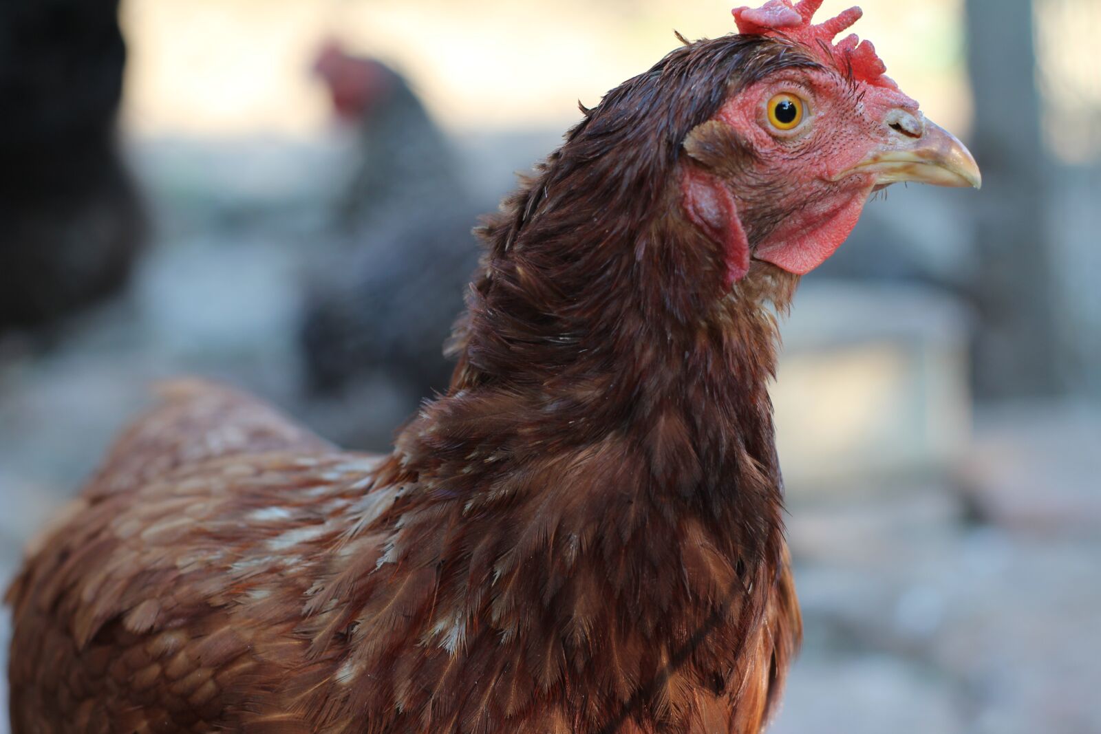 Canon EOS 1200D (EOS Rebel T5 / EOS Kiss X70 / EOS Hi) sample photo. Hen, bird, chicken photography