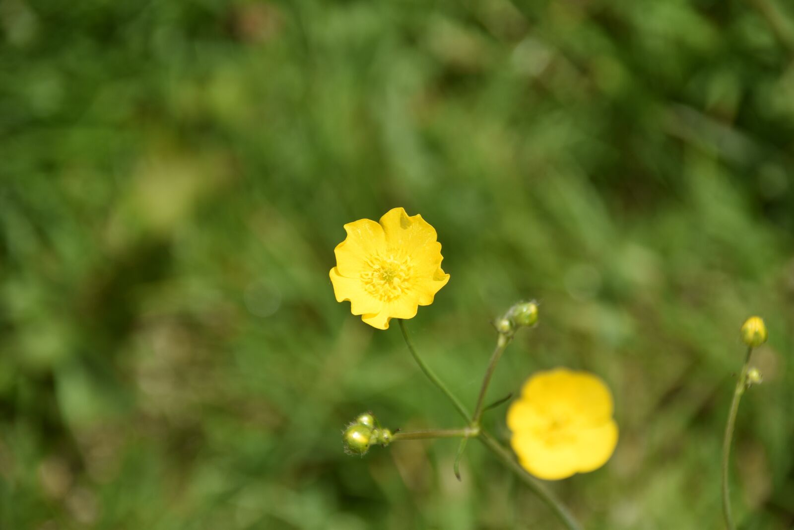 Nikon D5600 sample photo. Flower, buttercup flowers, yellow photography