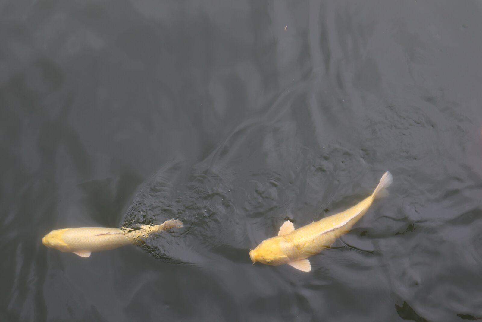 Canon EOS M50 (EOS Kiss M) sample photo. Carp, swimming, fish photography