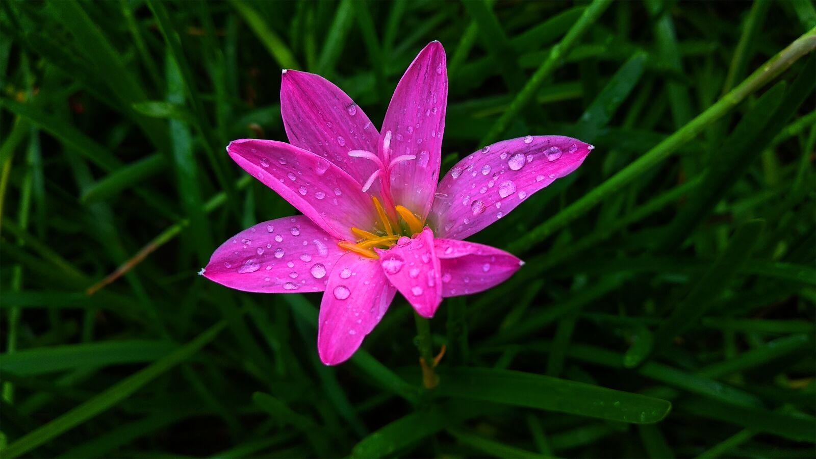 Xiaomi Redmi Note 5 sample photo. Pink rain lily, pink photography