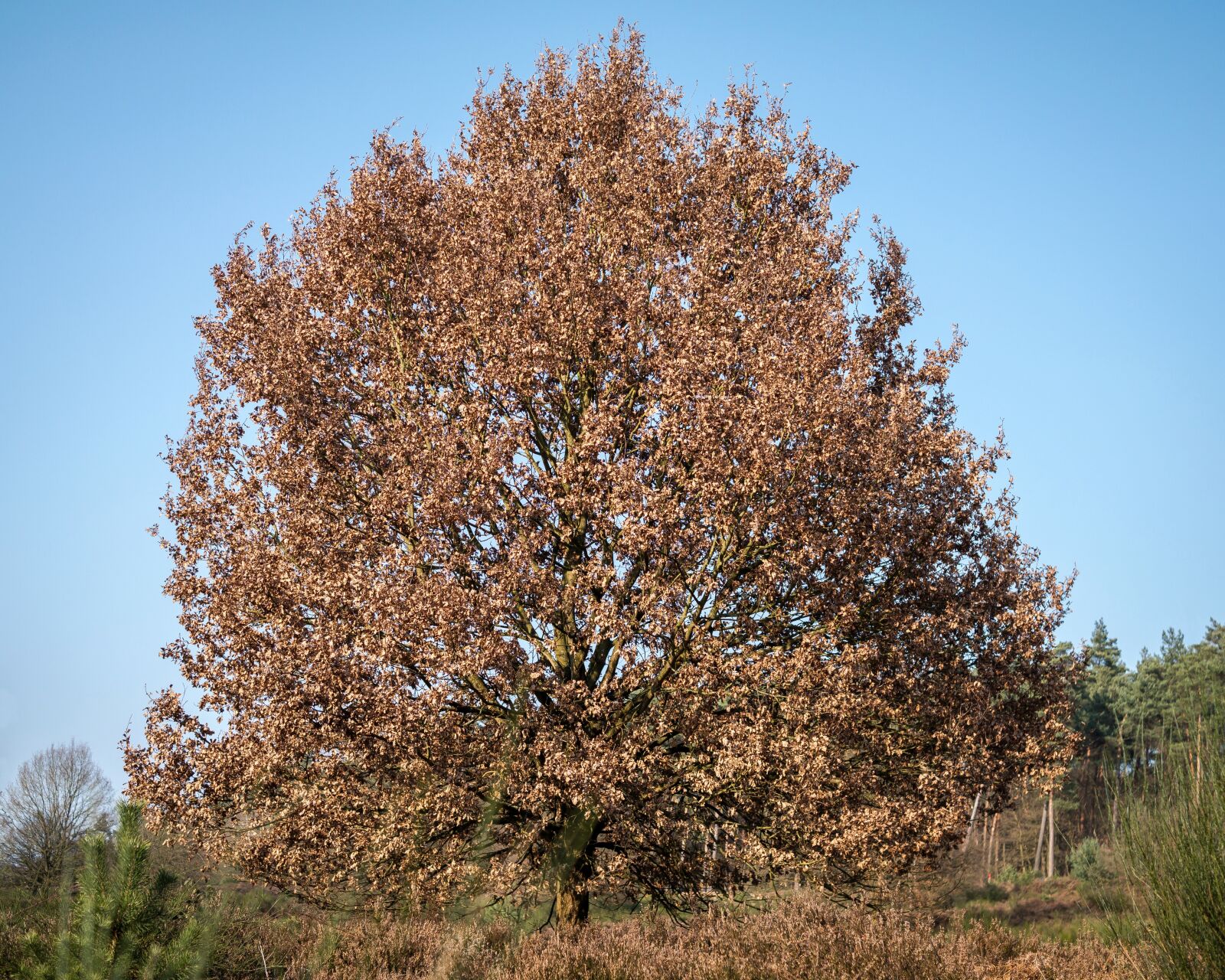 Samsung NX300M sample photo. Oak, crown, tree photography