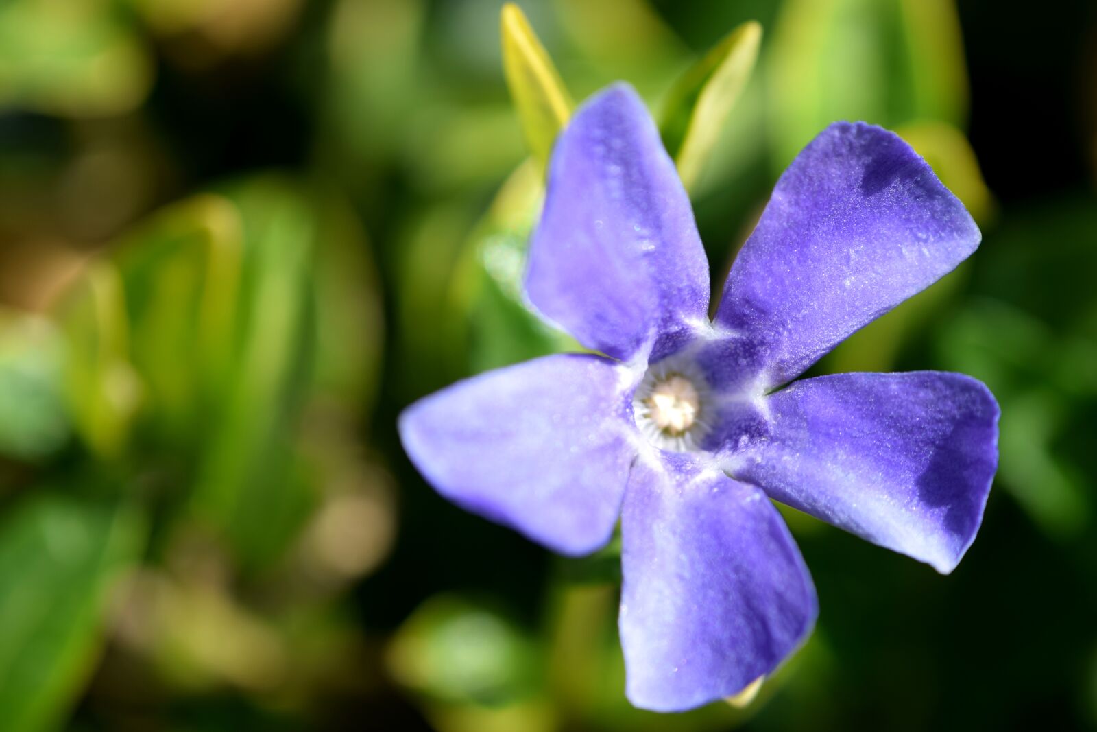 Nikon D5300 sample photo. Flower, blue, blossom photography