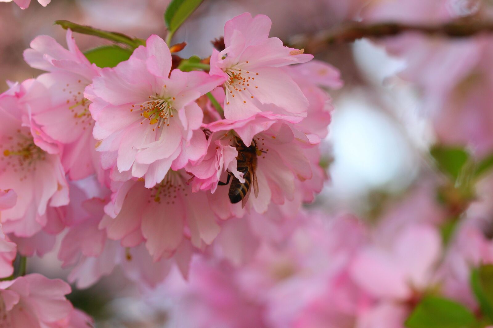 Canon EOS 600D (Rebel EOS T3i / EOS Kiss X5) sample photo. Flower, cherry wood, plant photography
