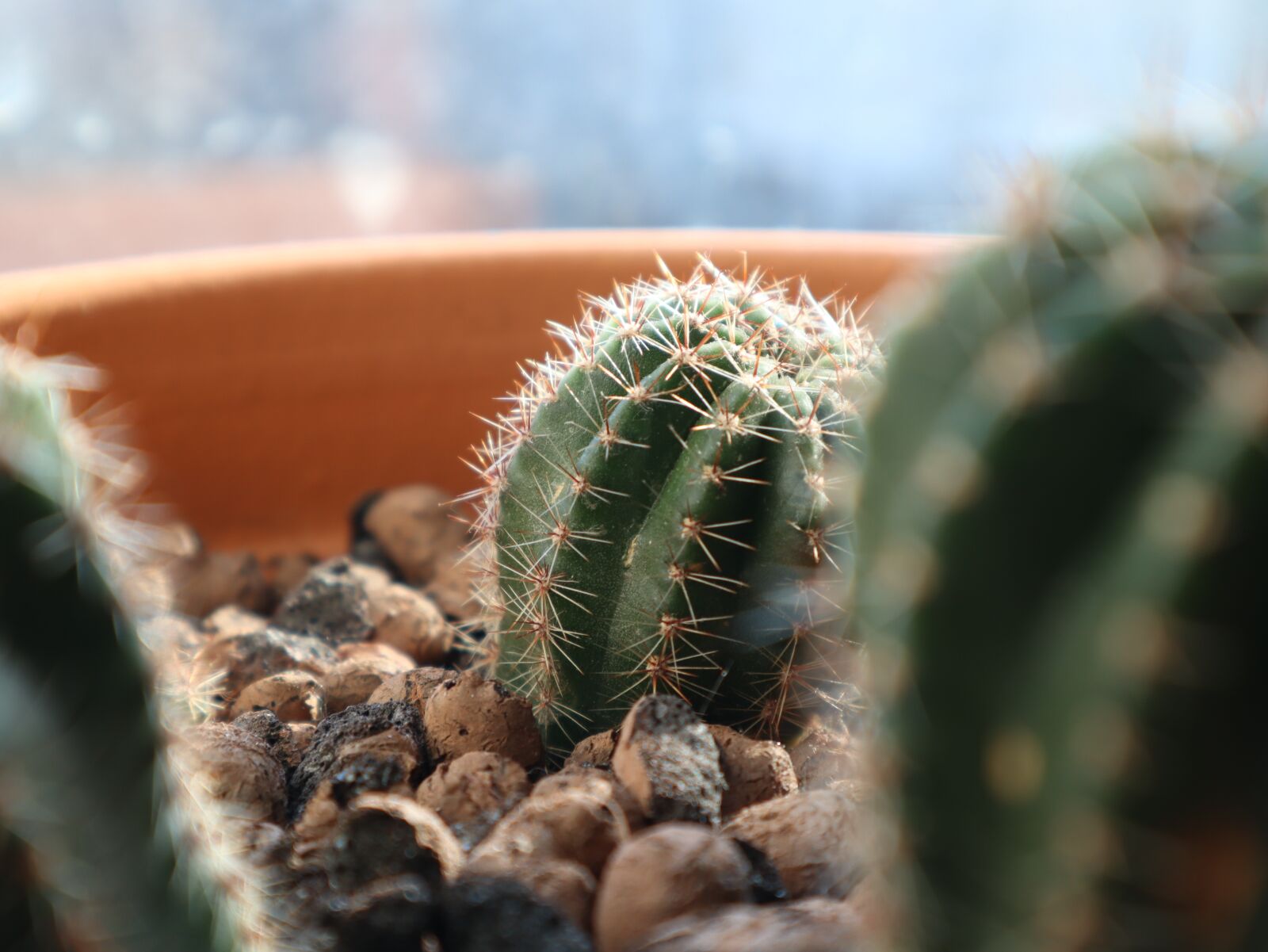 Canon EF-M 15-45mm F3.5-6.3 IS STM sample photo. Cactus, plant, barb photography