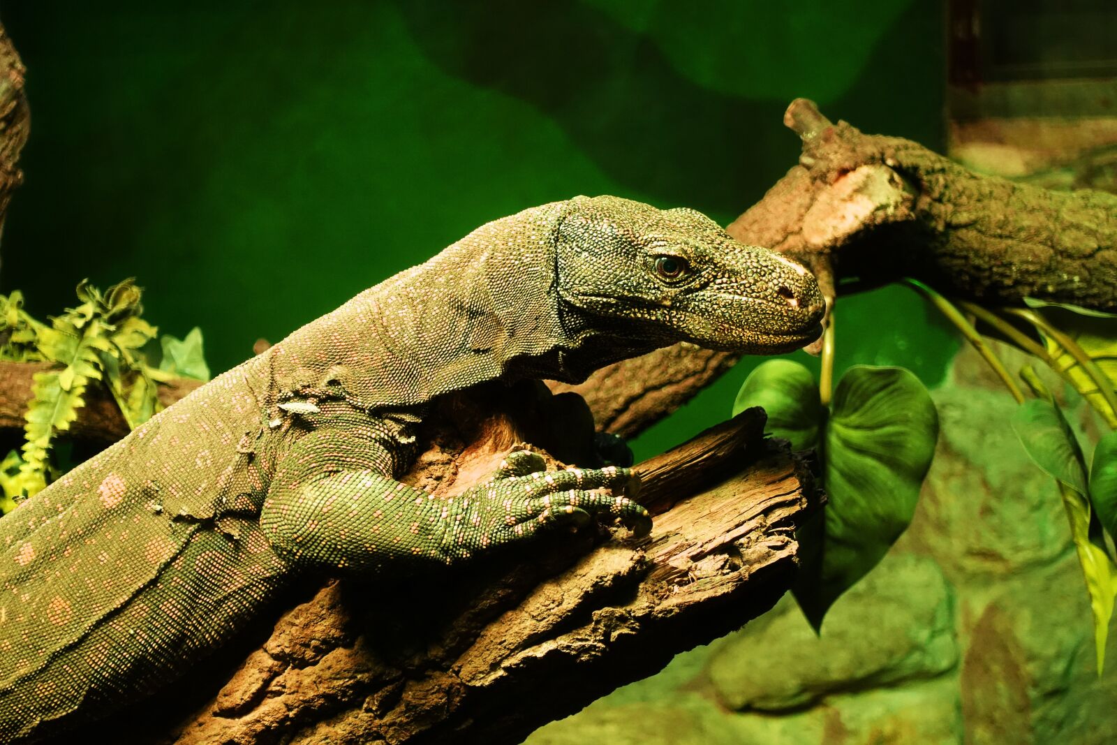 Sony DSC-RX100M5 sample photo. Monitor lizard, lizard, monitor photography
