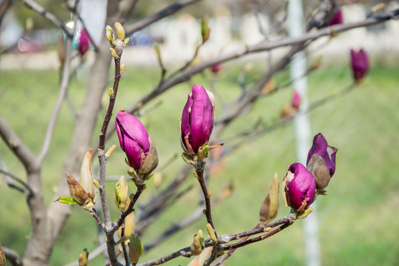 Nikon D3300 sample photo. Magnolia, flower, garden photography