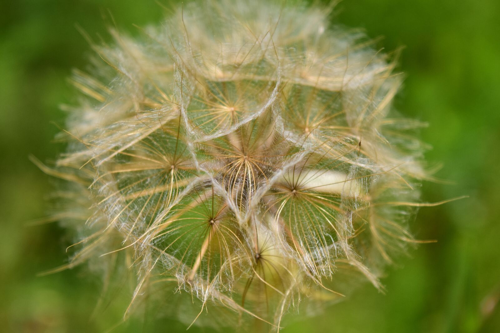 Nikon D3300 sample photo. Had salsify, dandelion, seeds photography