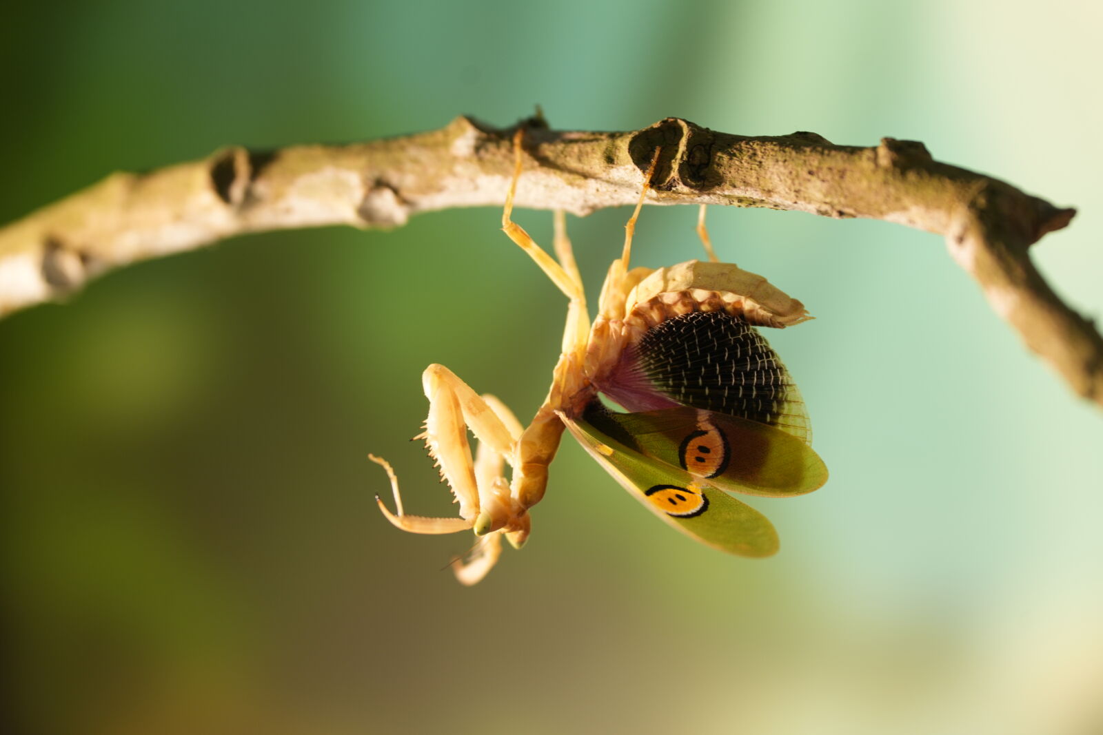 Sony a7R V sample photo