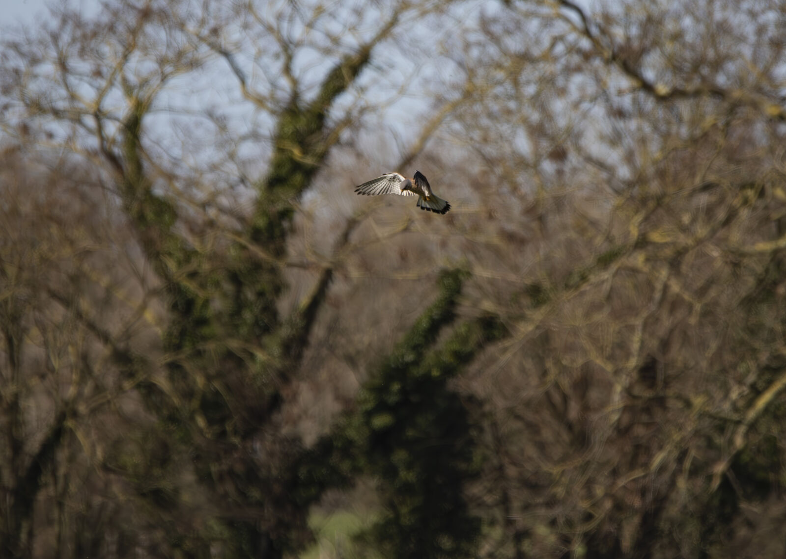 Canon EOS 7D Mark II sample photo