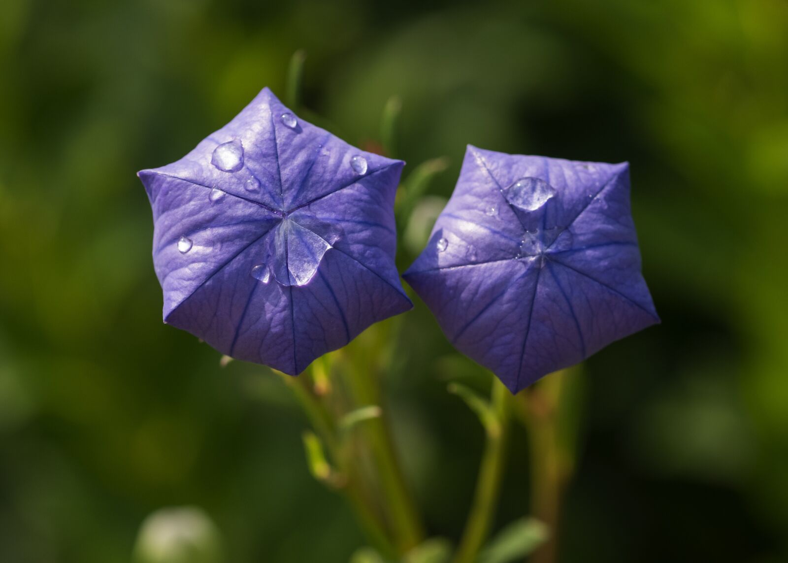 Nikon D5500 sample photo. Flower, platycodon, mariesii photography