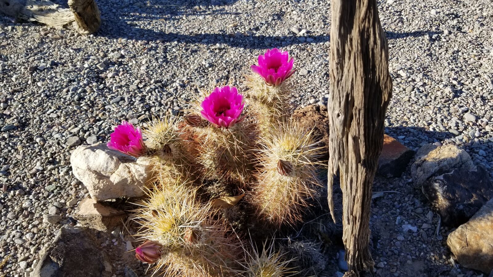 Samsung Galaxy S8 sample photo. Desert bloom, pink cactus photography