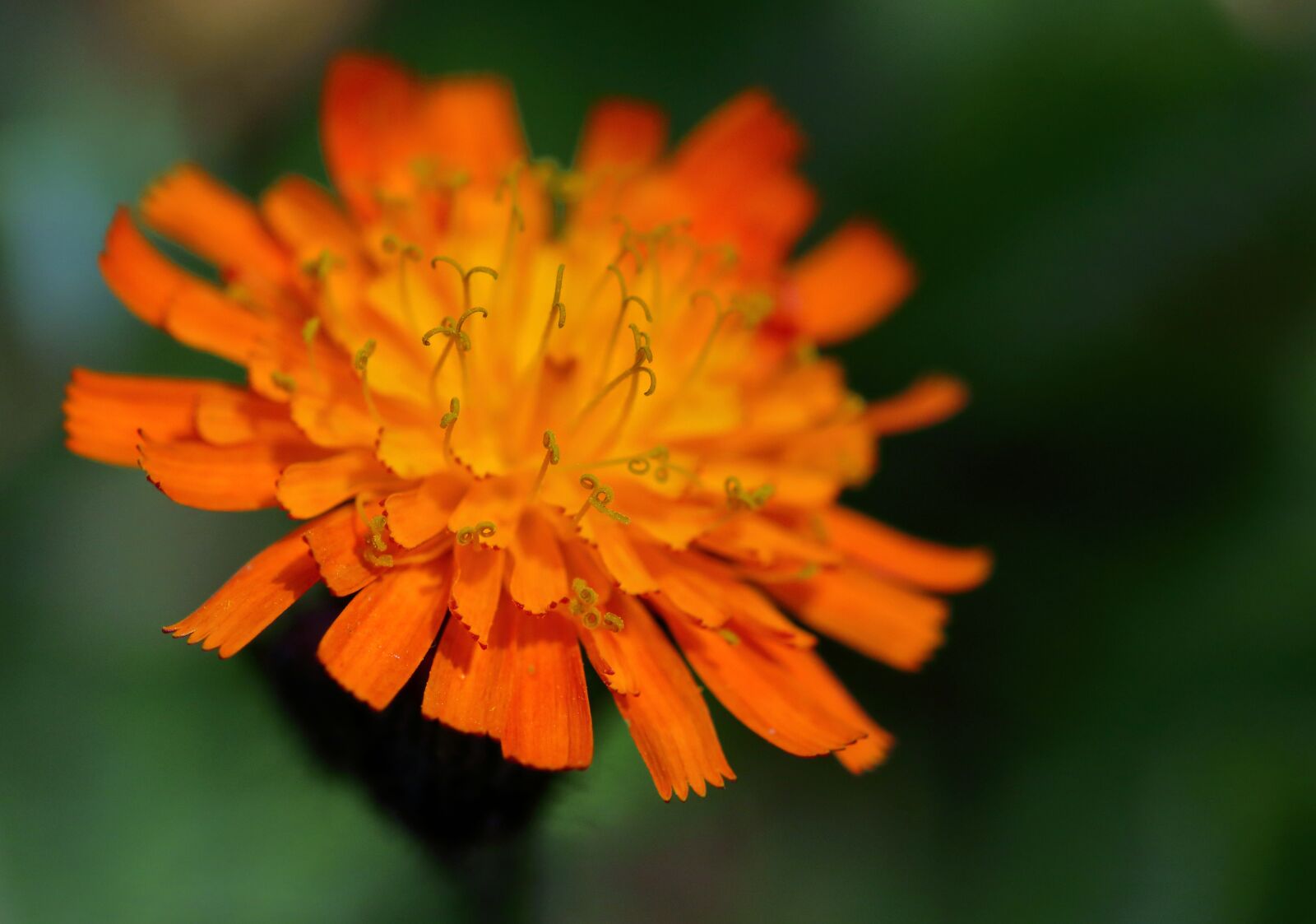 Canon EOS 80D sample photo. Pilosella aurantiaca, fox-and-cubs, flower photography