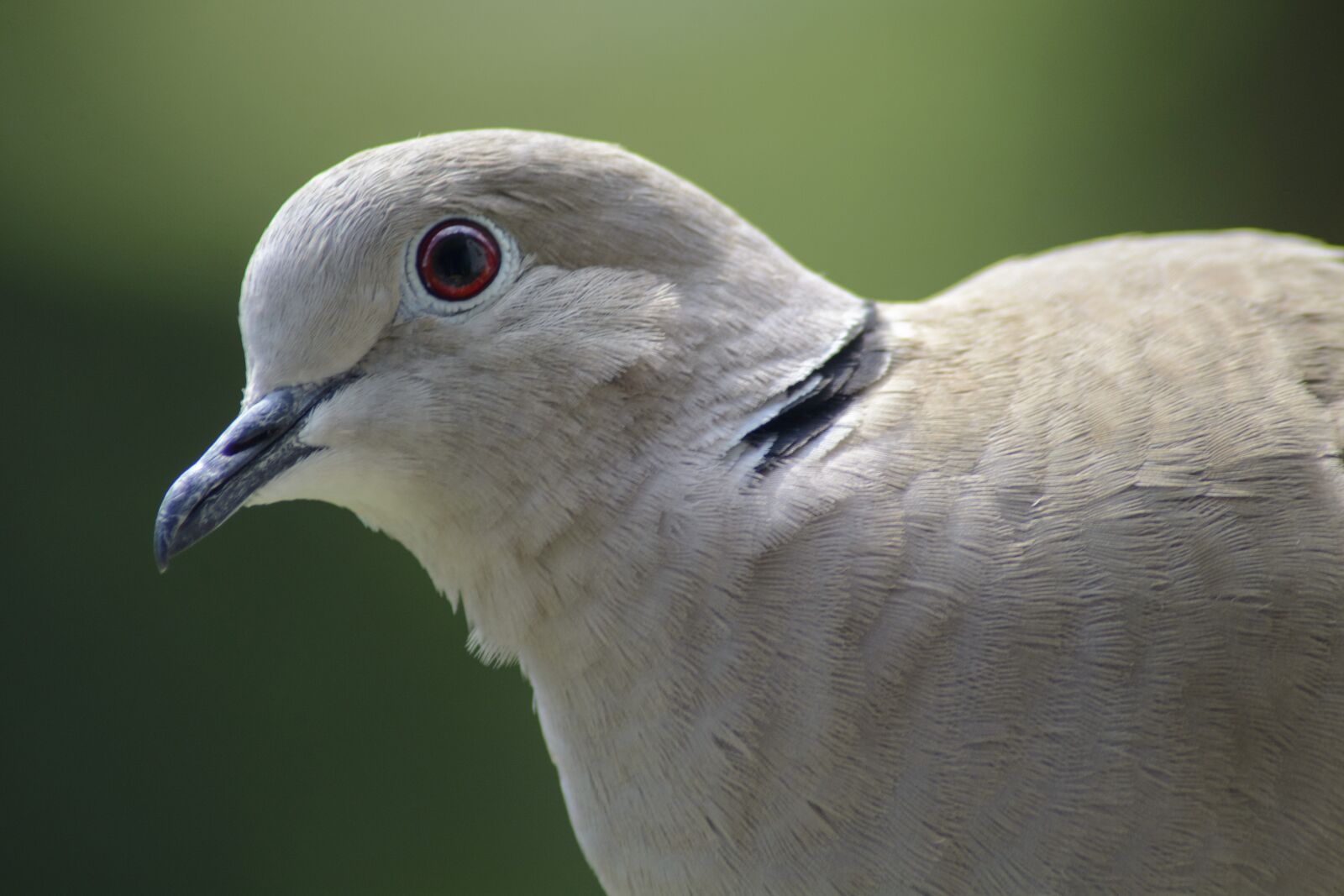 Nikon D7100 sample photo. Dove, collared, portrait photography