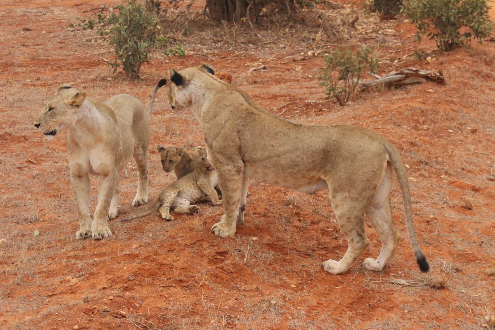 Canon EOS 700D (EOS Rebel T5i / EOS Kiss X7i) sample photo. Lion, løveunger, kenya photography