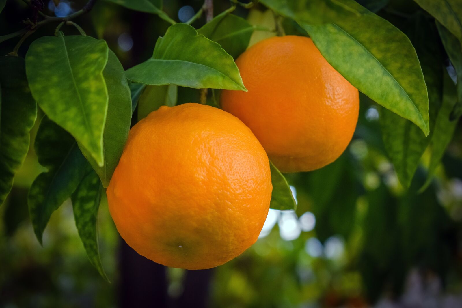 Nikon D3300 sample photo. Orange, tree, fruit photography