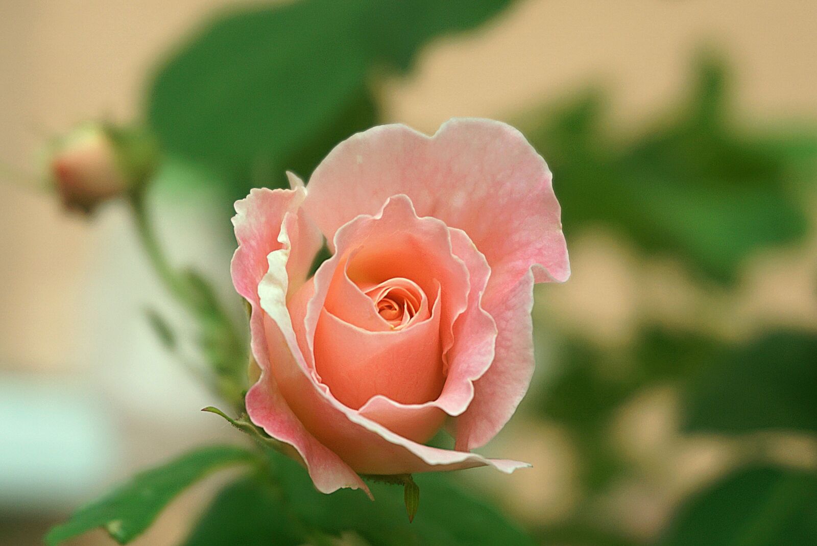 Sony a6000 sample photo. Rose, flower, pink photography