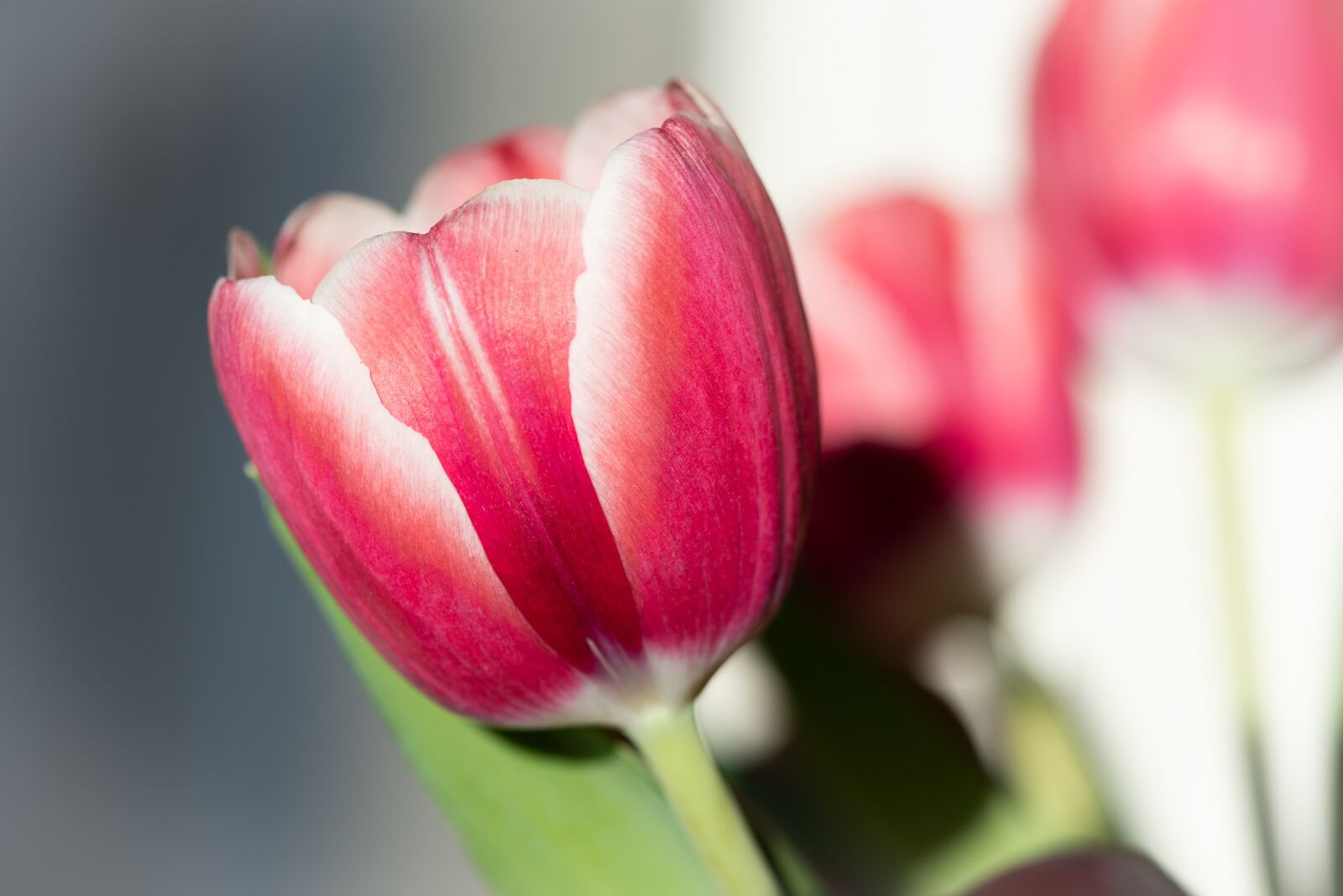 Nikon D750 sample photo. Flower, blossom, bloom photography