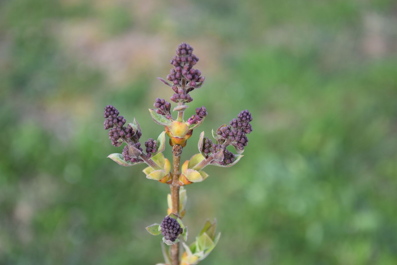 Nikon D3400 sample photo. Lilac, buds, bud photography