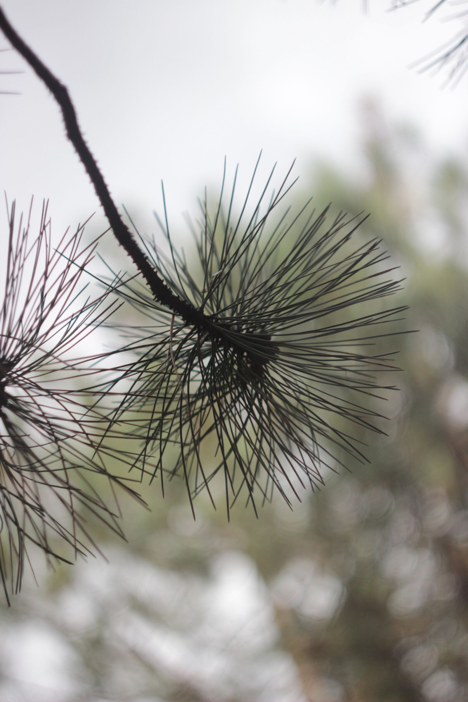Canon EOS 600D (Rebel EOS T3i / EOS Kiss X5) sample photo. Branch, pine branch, coniferous photography