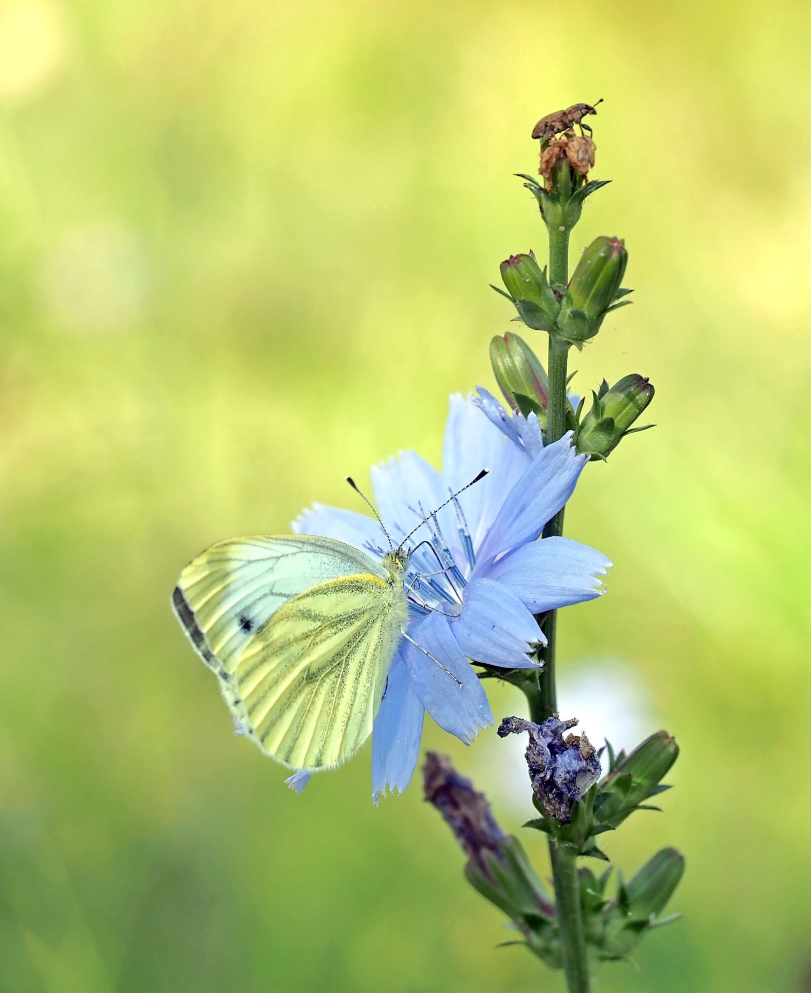 Olympus OM-D E-M5 sample photo. Summer flair, meadow, butterfly photography