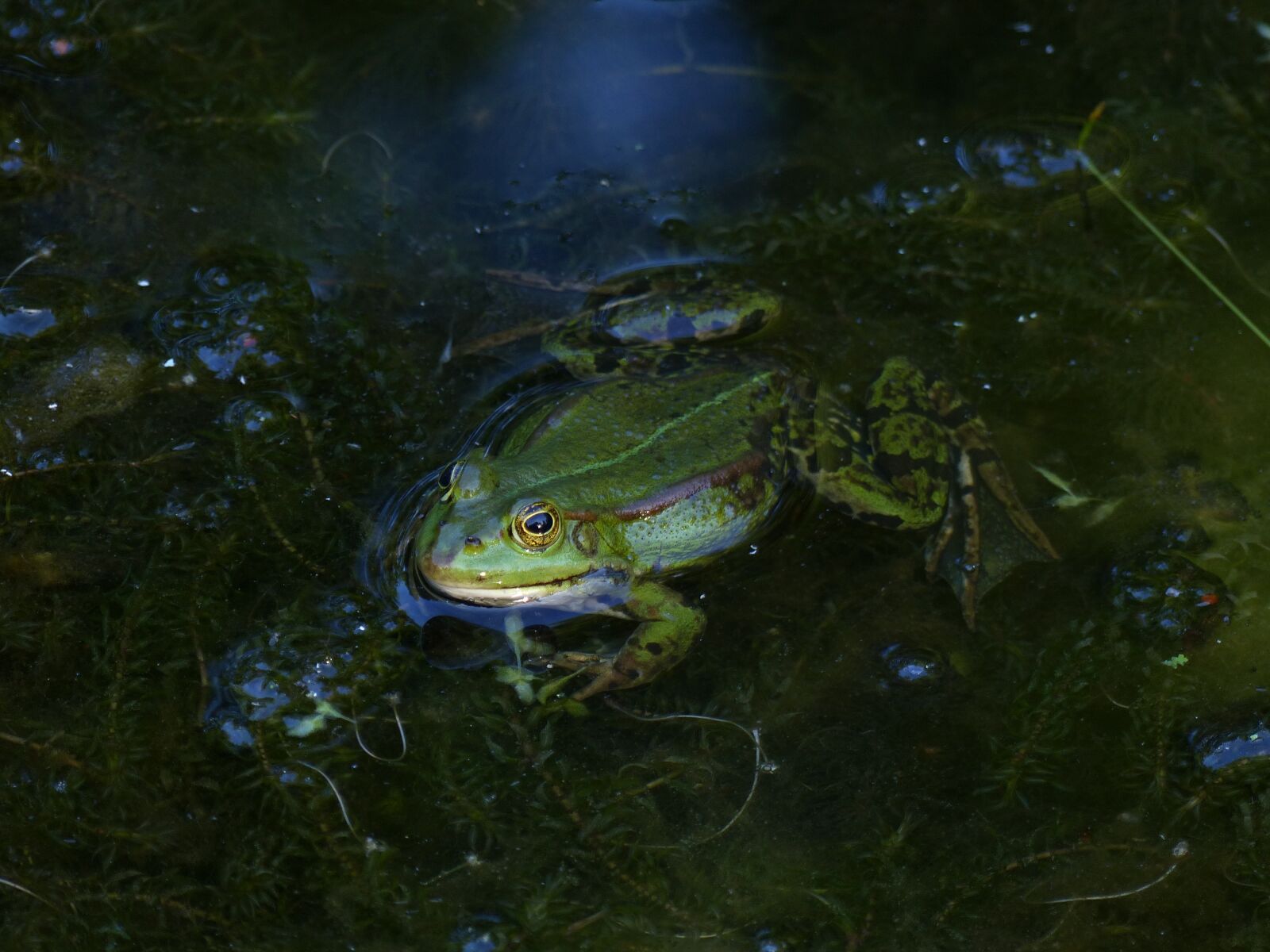 Panasonic Lumix DMC-FZ200 sample photo. Frog, pond, water photography
