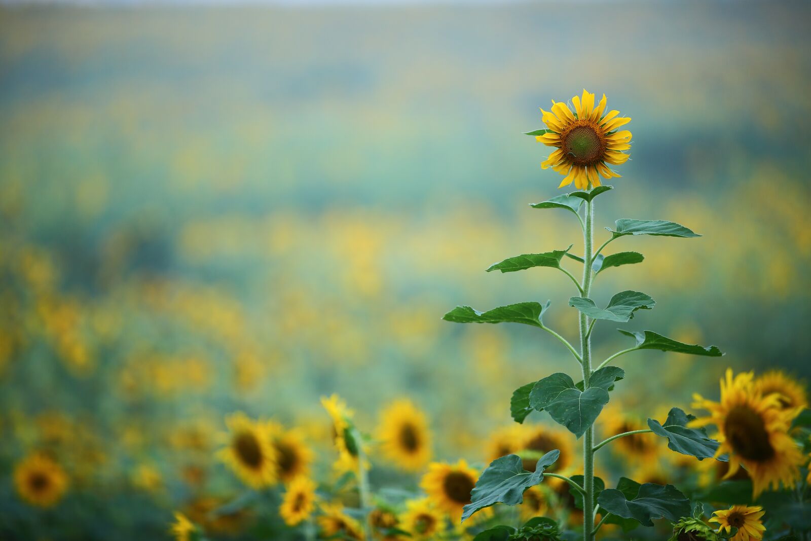 Canon EF 200mm f/1.8L sample photo. And sole, sunflower, autumn photography