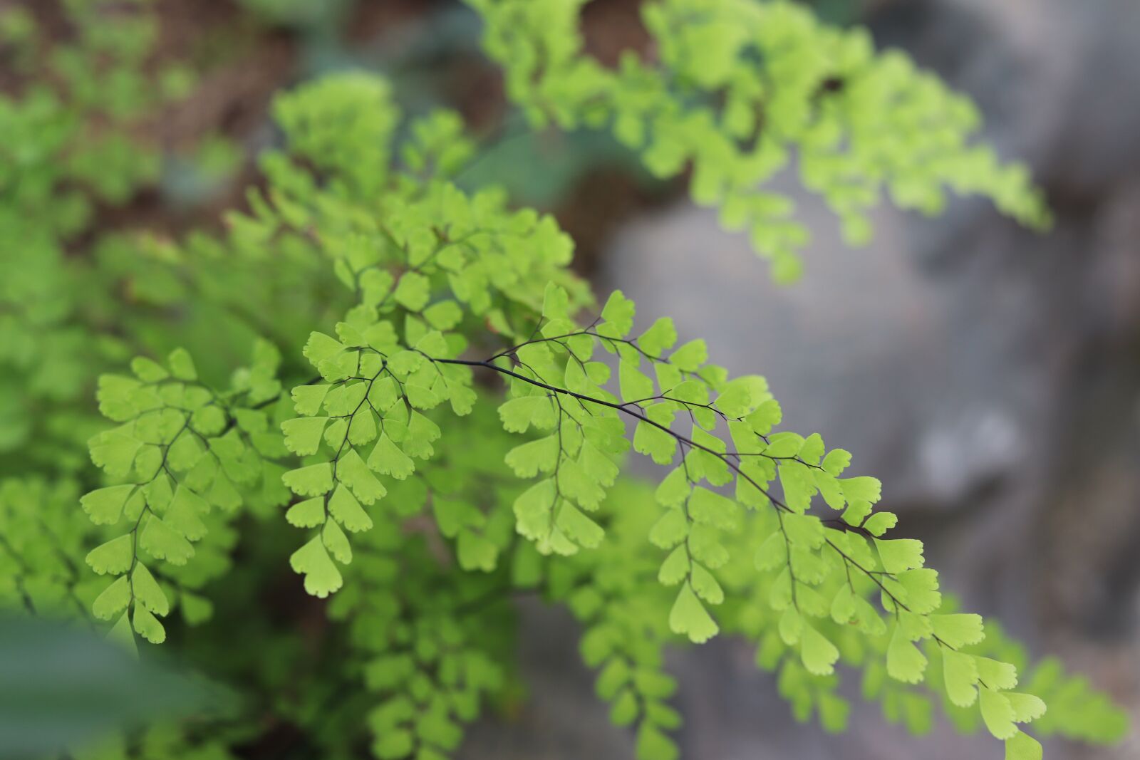 Canon EF 50mm F1.8 STM sample photo. Nature, plants, green photography