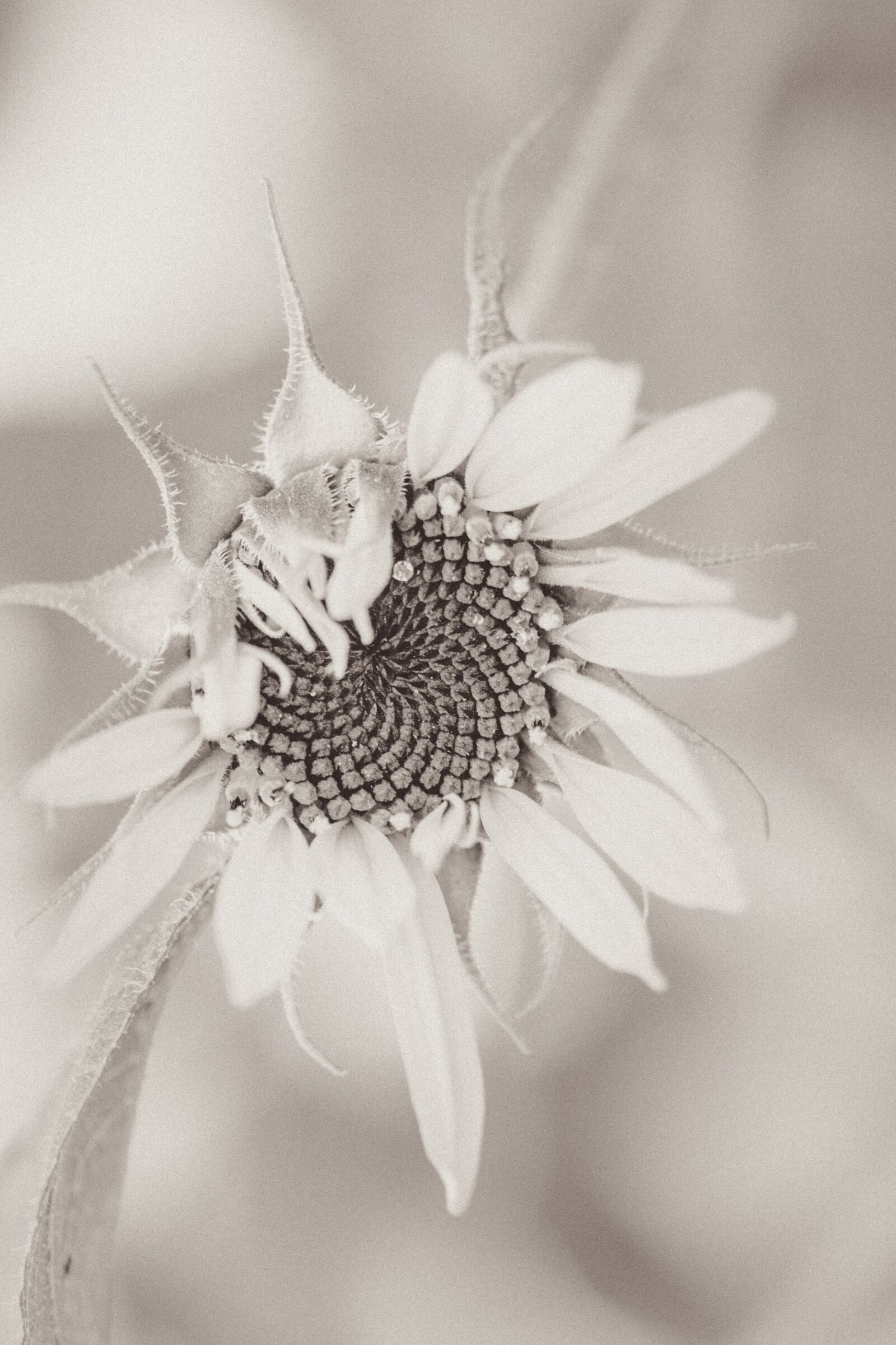 Canon EOS 70D sample photo. Sunflower, helianthus annuus, blossom photography
