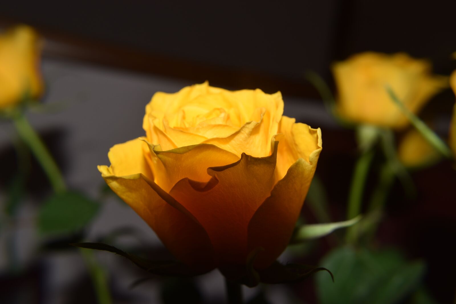 Nikon D5600 sample photo. Rosa, flower, nature photography