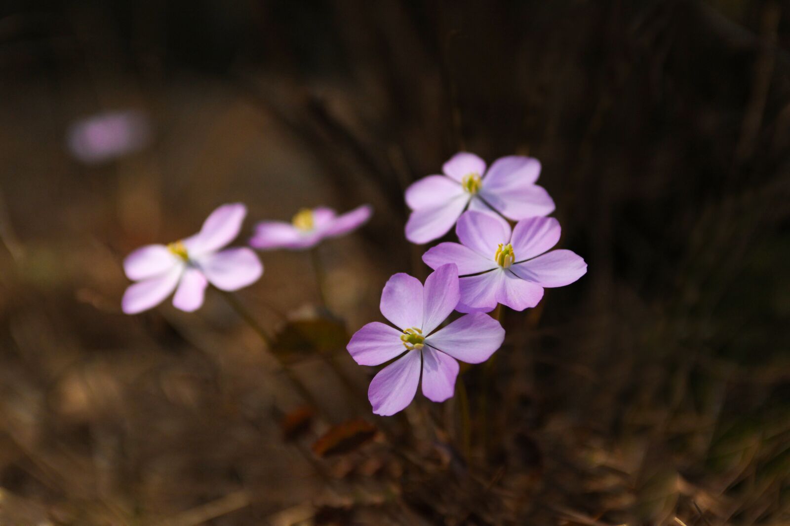 Canon EOS 5D Mark II sample photo. Flowers, nature, plants photography