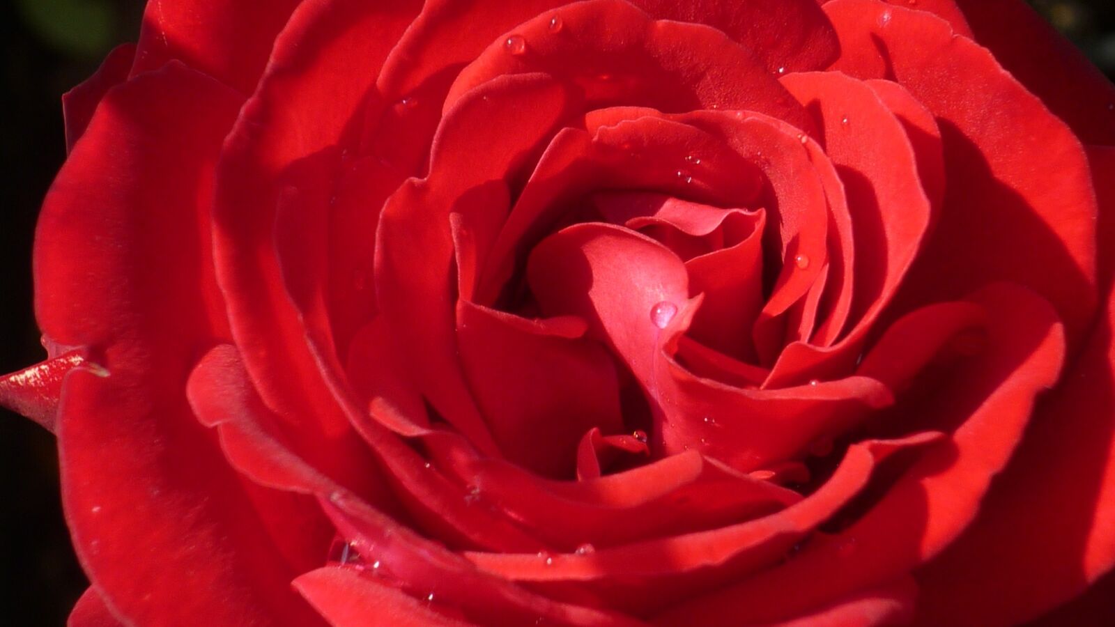 Panasonic Lumix DMC-FS6 sample photo. Rose, flower, blossom photography