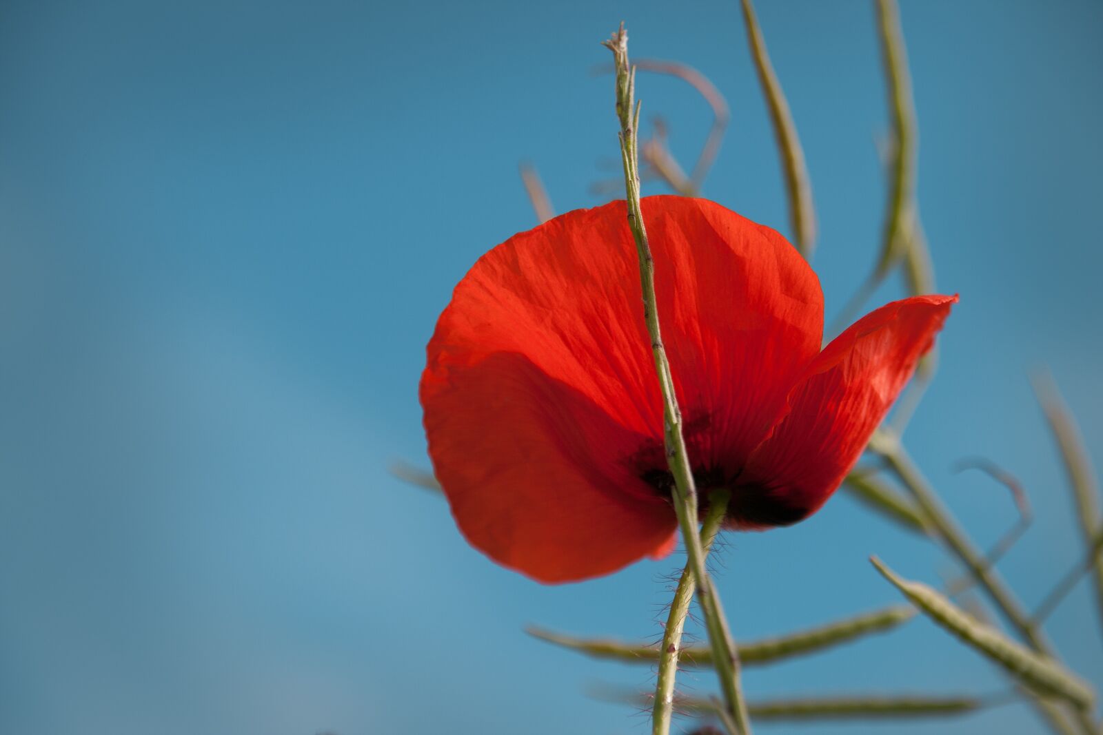 Canon EOS 400D (EOS Digital Rebel XTi / EOS Kiss Digital X) sample photo. Poppy, summer, red photography