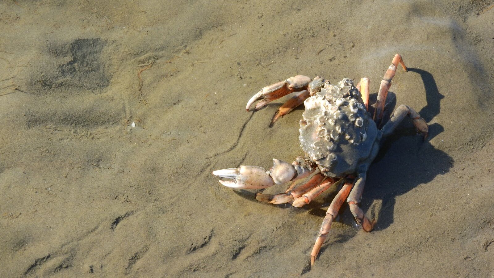 Nikon Coolpix P610 sample photo. Crab, pincers, brachyura photography