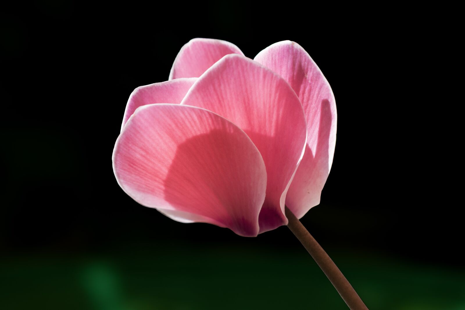 Nikon D5300 sample photo. Cyclamen, flower, rosa photography
