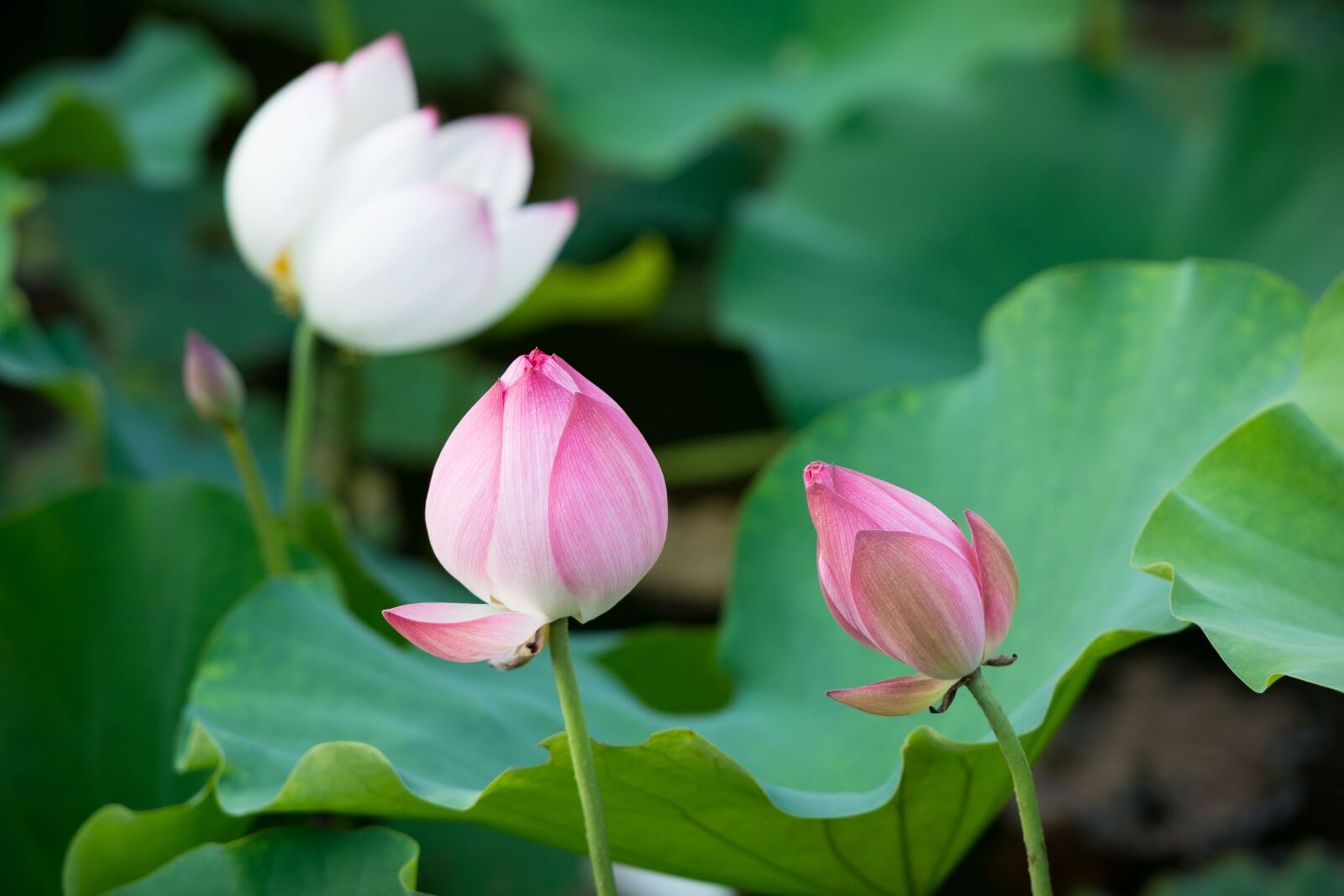 Nikon D7100 sample photo. Lotus, flower, nature photography