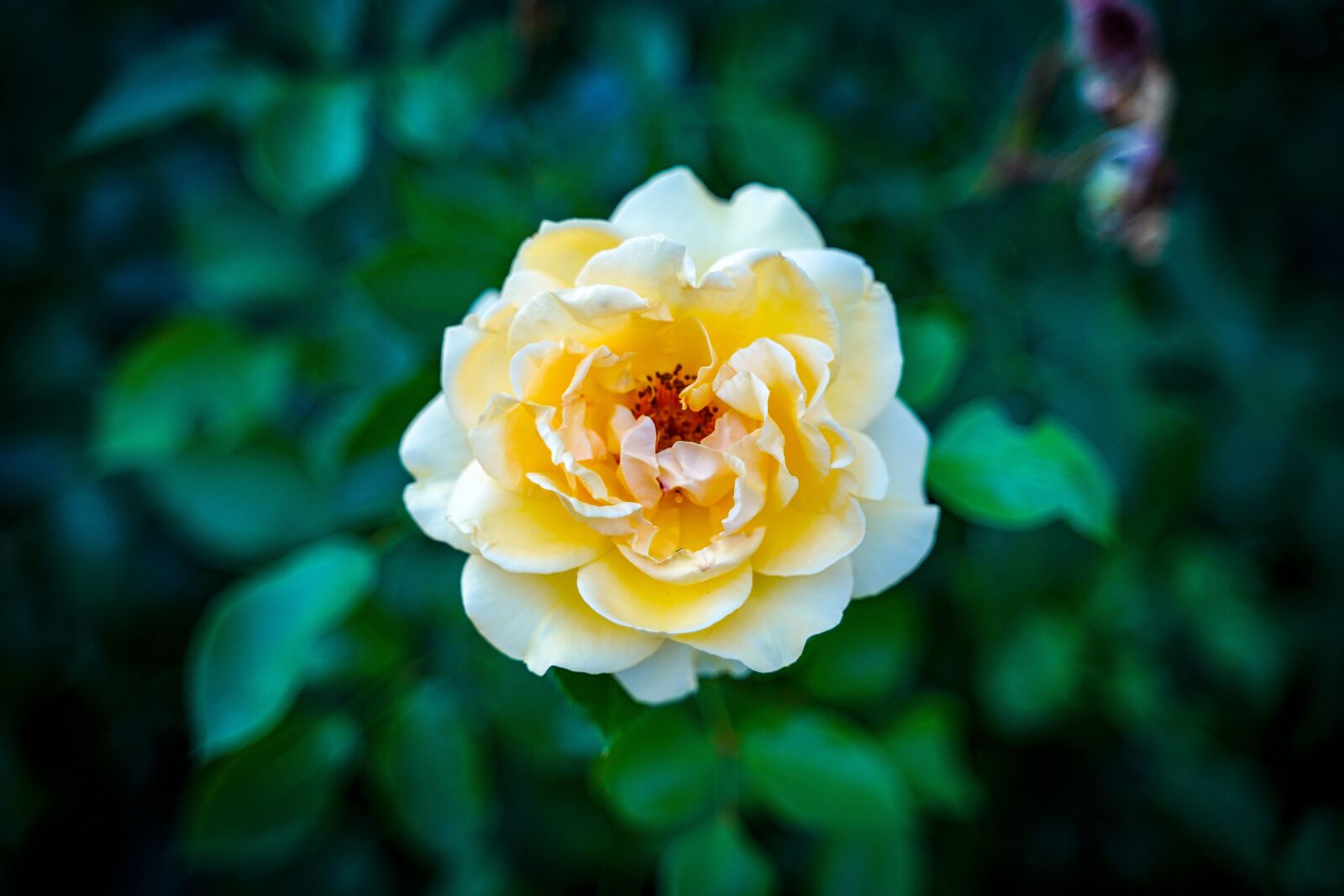 Sony a7 III + Tamron 28-75mm F2.8 Di III RXD sample photo. Rose, flowers, rose bloom photography