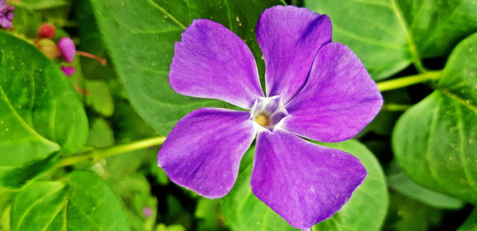 Samsung Galaxy S8 sample photo. Purple, flower, petals photography